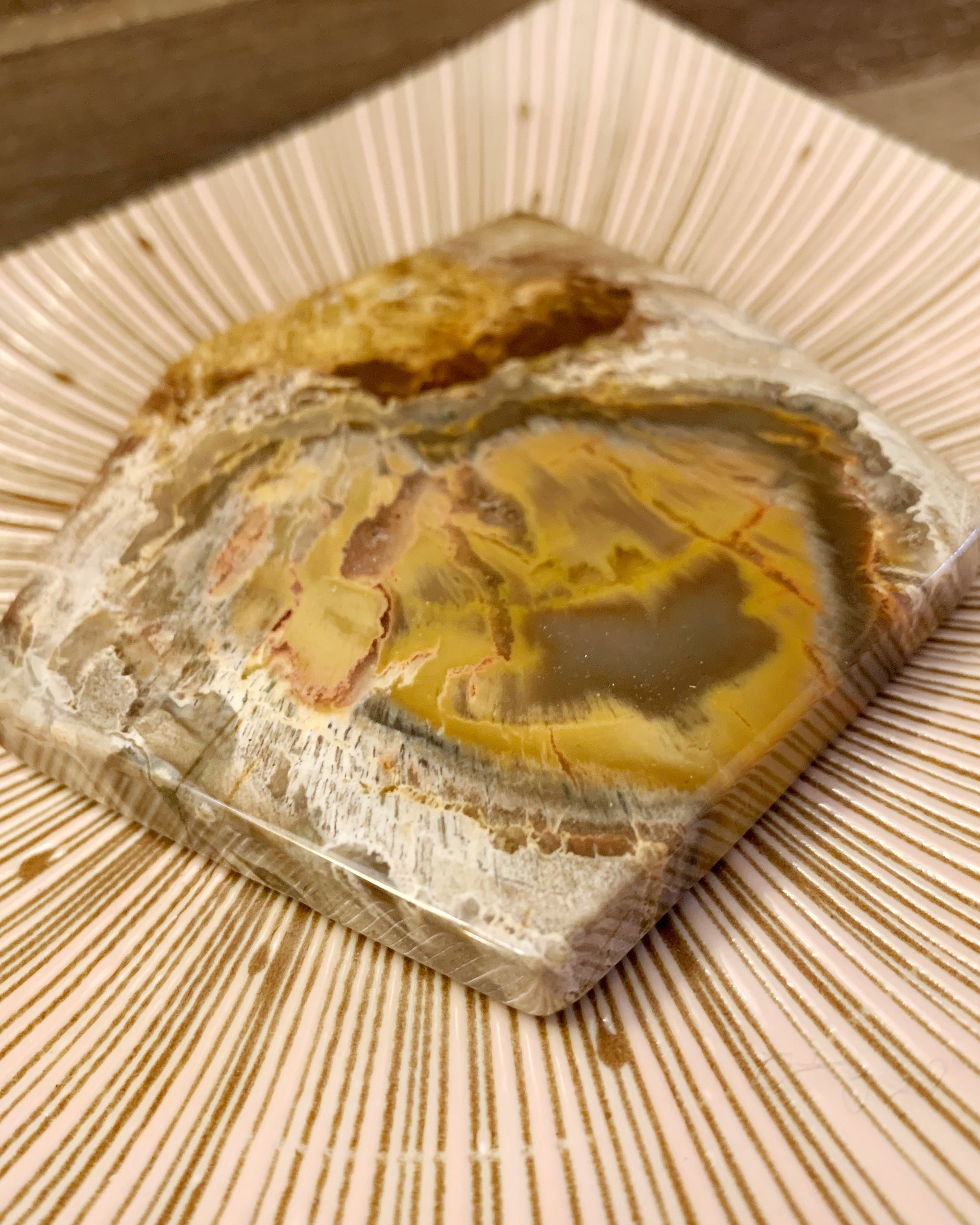 Petrified Wood